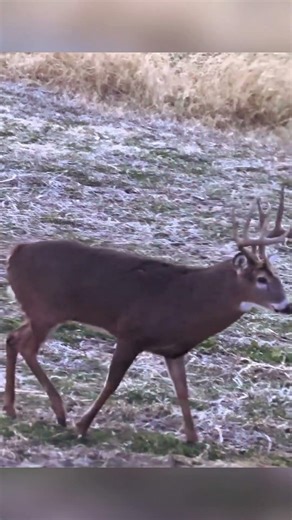 “Perfect Shot! Big Buck Deer Hunting in the Wild” #harehunting #bowhunt #whitetails #bowhunting
