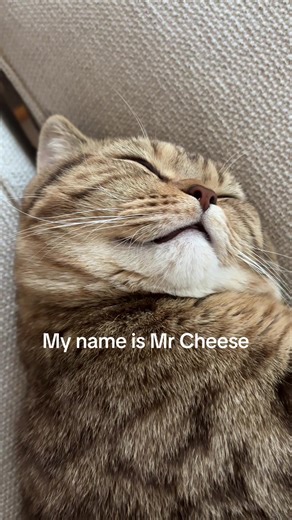 Creative Nicknames for Mr Cheese: The Cheesy Cat