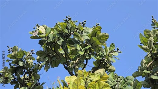 Indian marking nut tree (Semecarpus anacardium), also known as the oriental cashew nut tree or dhobi nut tree. It is a deciduous tree known for its specific fruits and stiff leaves.