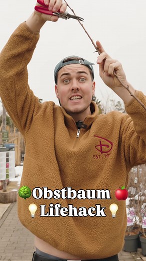 Obstbaum richtig schneiden: Die besten Tipps und Tricks