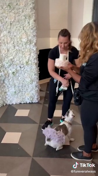 Dog Eating Wedding Cake at Wedding