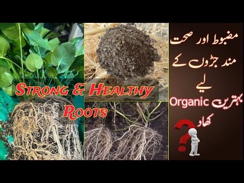 Best Organic Fertilizer for Strong Root Growth | Boost Roots Naturally