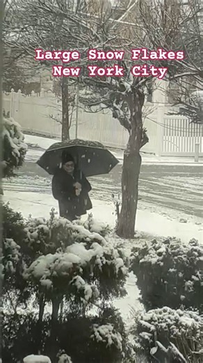 Large Snowflakes Falling On New York City @dinaradicafilms #youtube #shorts #viral #dinaradica