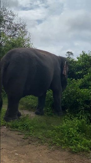 Why Asian Elephants Are So Important to Our Ecosystem | he Secret Life of Asian Elephants in Asia