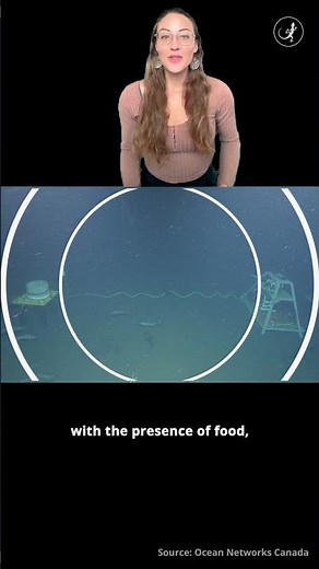 Never before seen footage of Northern elephant seals