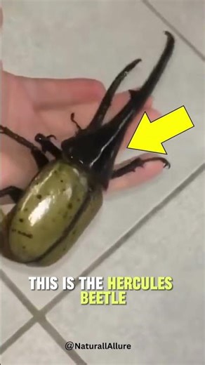 Gigantic Beetle Sounds Like A Helicopter