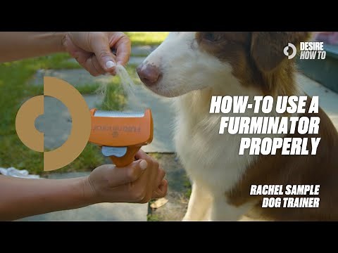 How-To Use a Furminator Properly | Dog Trainer Rachel Sample