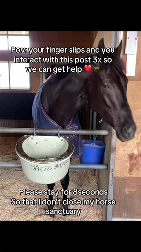 Save Our Horse Sanctuary! Watch for 8 Seconds