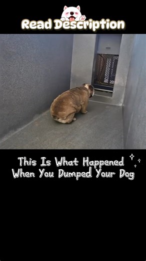 ❤️ This is what happened when you dumped your dog. She turned her back on the world. She curled herself into the coldest corner, facing a door that never opens. She’s waiting—for the sound of your voice, the smell of home, the impossible return. But you’re not coming back. And time is running out. Fendi, a three-year-old English Bulldog, sits hunched and alone in a barren kennel, her back to the camera, staring silently at the steel door in front of her. Her small, curled body looks lost in the 