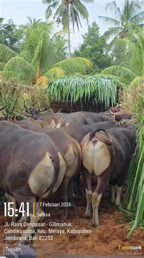 Understanding Sapi Jumbo: The 400 kg Reflection