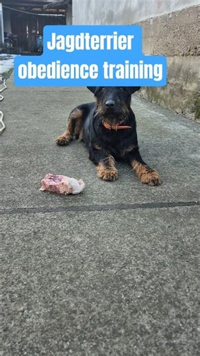 Jagdterrier raw meat obedience training. #dog #jagdterrier #obediencetraining #dogtraining