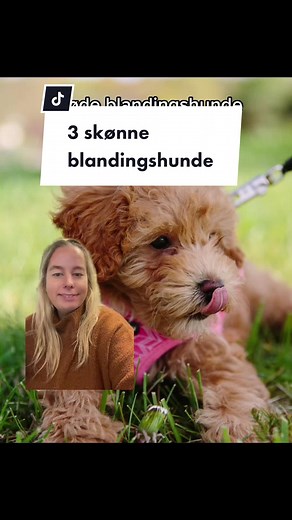 3 skønne blandingshunde - Alt du behøver at vide