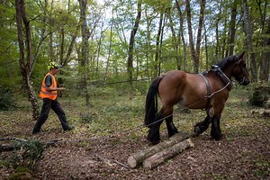 « Il économise le corps des hommes, ne pollue pas, et ne laisse aucune ornière » : dans ce bois de L’Isle-d’Espagnac, les chevaux se chargent du débardage