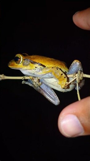Funny frog jumping in water | catch frogs funny outdoor adventure | frog for the day so funny