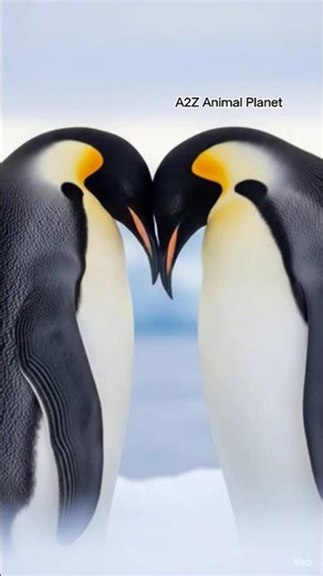 Penguin couple “hugging” moment #shortsfeed #shorts #birds #penguin #love #care #viral #nature #ai