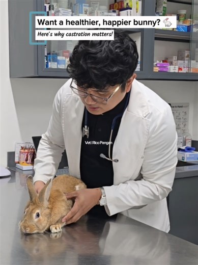 Sometimes love means making the right medical decision. Castration in rabbits helps prevent unwanted breeding, reduces aggression and spraying, and protects them from reproductive diseases. A small surgery today can mean a healthier life tomorrow. #RabbitCastration #RabbitVet #ExoticAnimalVet #VetSurgery #rabbitcare