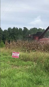 Case ih 8230 Harvesting corn￼