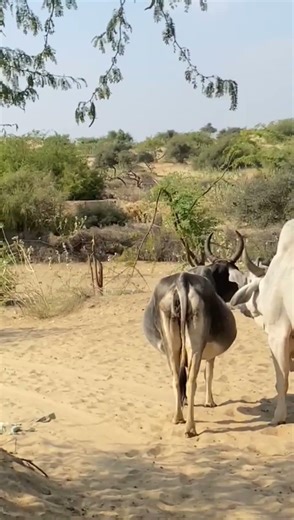 cow and Bull amazing 🤣 sounds style 🤣