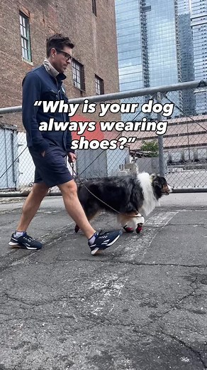 Winston stepped in broken glass without shoes on NYC streets and needed a $2k surgery. Since you cannot avoid broken micro glass that you cannot see, the only way to keep dog’s paws truly safe is with shoes. Today Winston wears Air Pup dog shoes to keep his paws safe from hot pavement, cold temperatures, ice salt, broken glass, needles, chemicals, dirt, germs, allergens, sharp rocks, thorns, and foxtails. 🐾👟 . . . #airpup #dogshoes #dogboots #dog #australianshepherd | AIR PUP