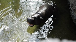 Download Pygmy Hippopotamus eating in a river - Choeropsis liberiensis for free