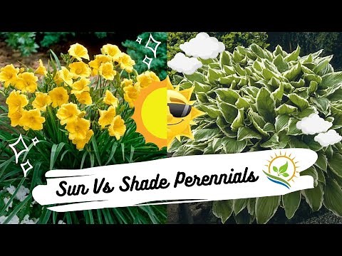 Sun VS Shade Perennials | Daylilies & Hostas | Plant Showdown