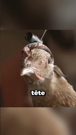 This chicken has incredible stabilization...🐔