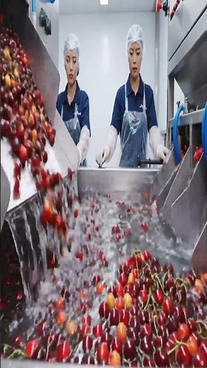 Discover the journey from seed to jam at the cherry farm.