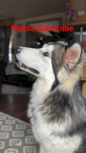 One of my dogs sings to classical music. Meanwhile, the other.#petshub #petsunited #pets #fyp