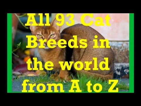 All 93 cat Breeds in the world(A-Z)