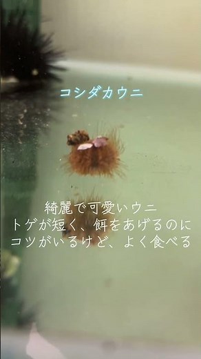 飼育中のウニたち 全種類ご紹介