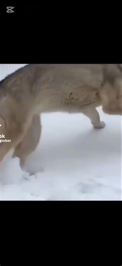 #fyp #wolves #yay #cute #plsdontflop