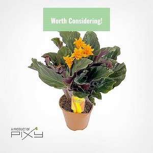 New Arrivals - Now Available. Visit www.pixy.delivery | PIXY