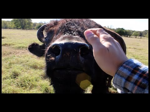 Raising Buffalo by Cross Timbers Bison