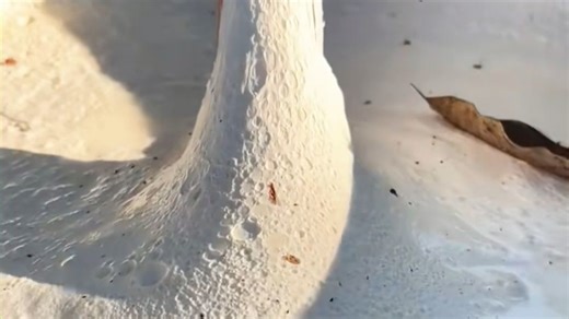 天然橡胶的采收过程！