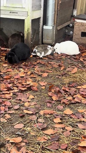 Bunnies taking peaceful naps on the farm 😴🐇