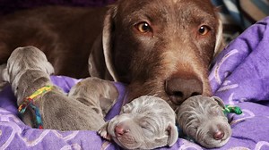 ‘Adorable’ new breed comes to Tassie