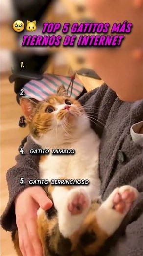 🥹🐱 Top 5 Gatitos Más Tiernos De Internet