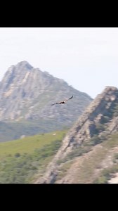 284K views · 8.7K reactions | Hunting Eagle #birdsofafeatherflocktogether #birds | Amazing Eagle | Facebook