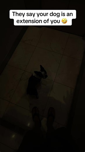 Understanding the Boston Terrier Vibes: More Than Just a Dog