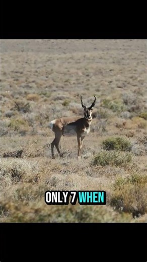 Đây là Kẻ săn mồi hoàn hảo nhất thế giới động vật chưa.#shorts#kesanmoi#baosan