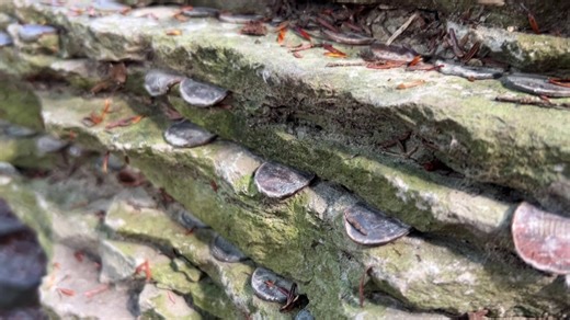 Salt Springs State Park's Penny Rock | On The Pennsylvania Road