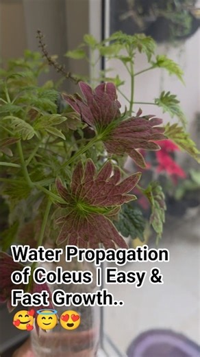 Coleus Cuttings Growth in Water | Easy Water Propagation at Home 🌿#Coleus #Propagation #hydroponic