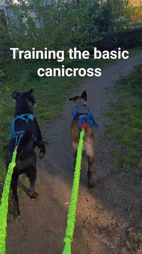 Trusting the process with Tasmania. #malinois #canicross