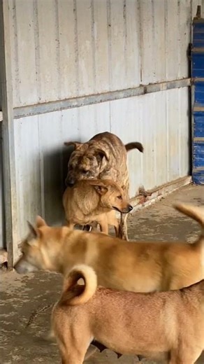 Amazing Dog Breeding Process