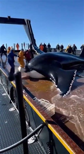 We Ran for Our Lives — 500 Oarfish on Deck… Great White Makes Everyone Sprint