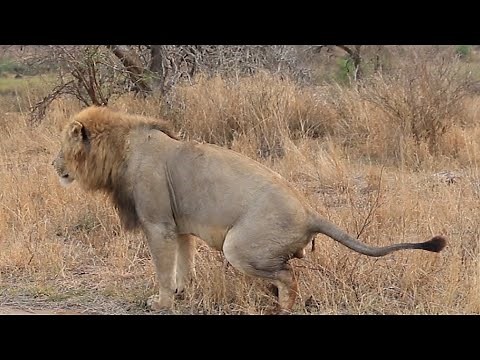 Lion Pooping Ends with a Loud Fart