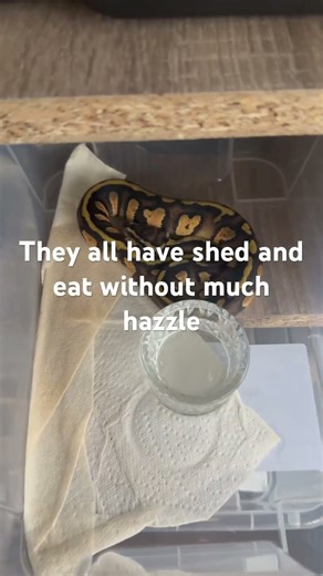 All my first 6 ball pythons are in great condition