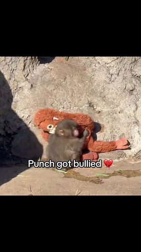 The Saddest Day Ever: Punch the Plush Monkey's Struggle
