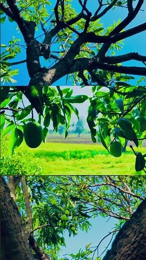 Stunning Nature Closeup Beauty | Mesmerizing Details of Mother Earth Revealed #shorts