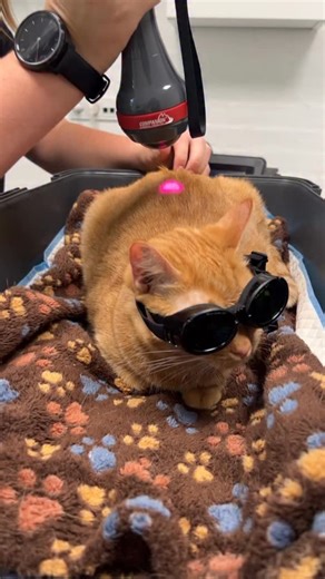 Clara Helbo on Instagram: "Agnes getting laser therapy🕹️ #kittens #kitten #cat #kitty #cats"